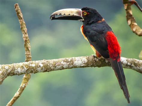 Animals World: wallpapers of animal collared aracari birds