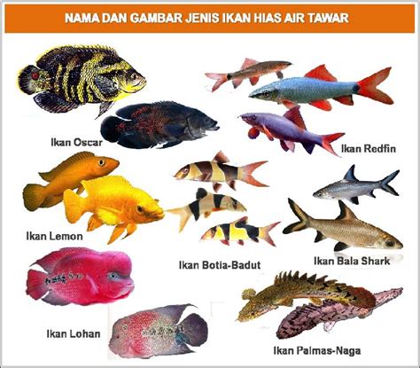 Terpopuler 30+ Gambar Ikan Air Tawar