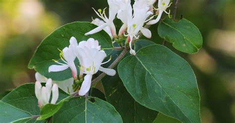 FOR THE BIRDS: Add bird friendly plants to your yard