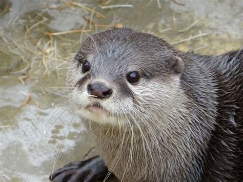 Young Giant otter | Otters cute, Otters, Cute animals