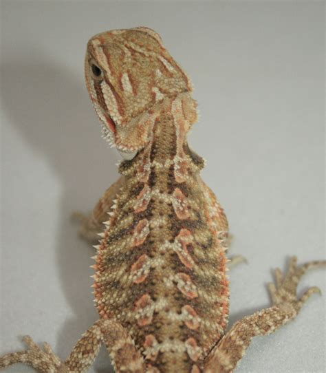 Bearded Dragon Morphs, Colors & Patterns (2022)