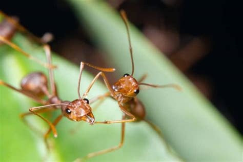 How To Use Vinegar To Repel Ants (And Why It Works) - Pest Pointers