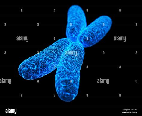 X chromosome, illustration Stock Photo - Alamy