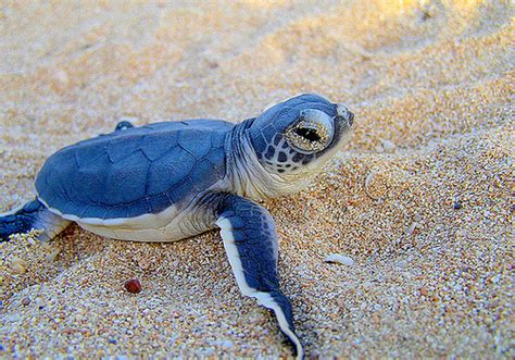 Blue Turtle! : r/aww