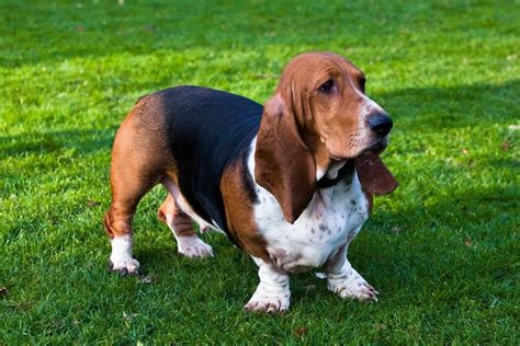 Basset Hound Pictures - AZ Animals