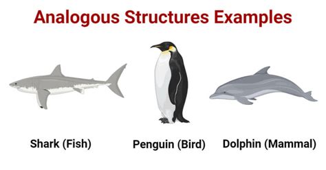 Analogous Structures: Definition, 4 Examples, Significances