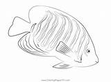 Angel Fish Coloring Pages sketch template