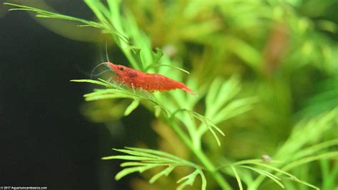 Red Cherry Shrimp, Care, Feeding & Lifespan - Video