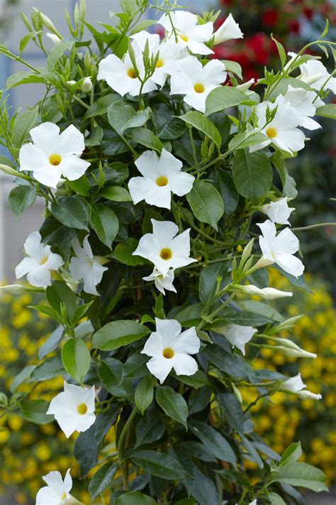 Sun Parasol ® Mandevilla White Original – Sunfire Nurseries