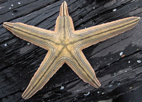 Luidia clathrata (lined starfish) (Cayo Costa Island, Flor… | Flickr
