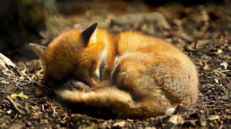 Download Baby Fox Wallpaper - Cute Baby Fox Sleeping On Itl.cat