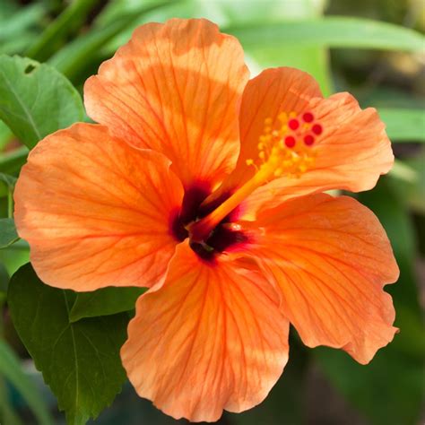 Orange Hibiscus Varieties | vlr.eng.br