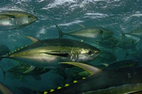 Yellowfin Tuna | Species | WWF