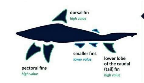 [DIAGRAM] Fish Fin Diagram - MYDIAGRAM.ONLINE