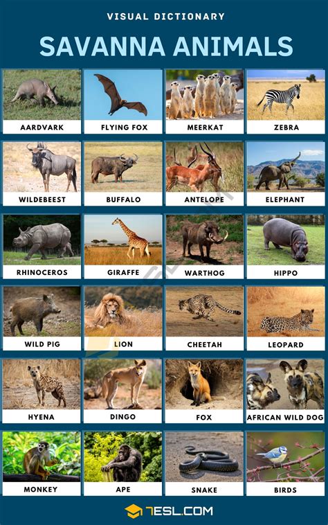 Savanna Animals Names in English • 7ESL