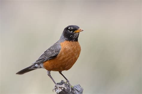 American Robin - Bird Alliance of Oregon