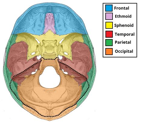 Posterior Cranial Fossa