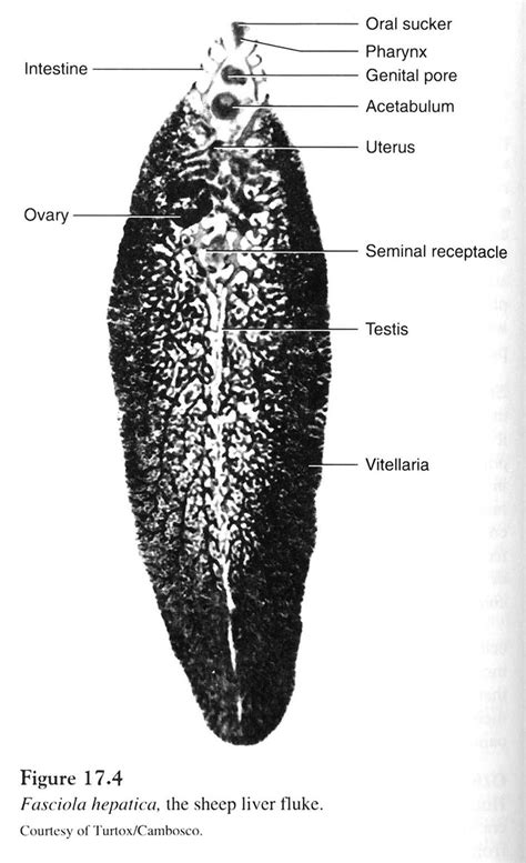 Liver Fluke Diagram