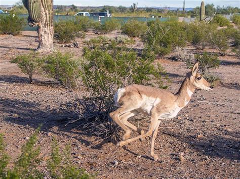 How Biologists Plan To Save Endangered Sonoran Pronghorn | KJZZ