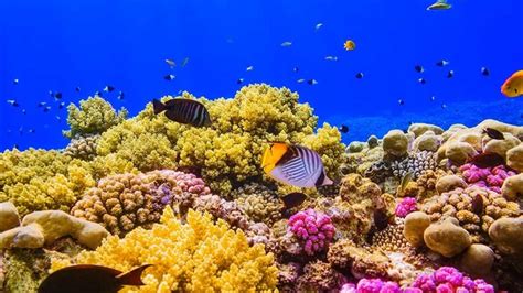 A coral reef in the Red Sea near Egypt-2016 Bing Desktop Wallpaper View ...