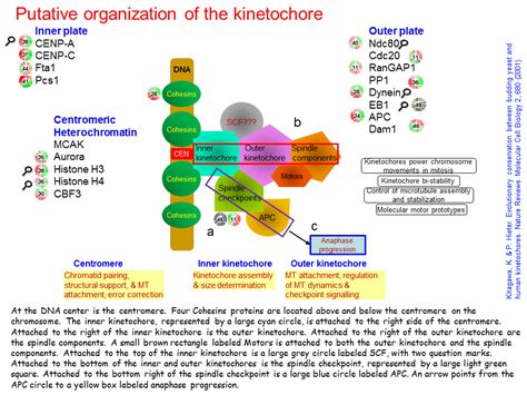 Putative organization of the kinetochore