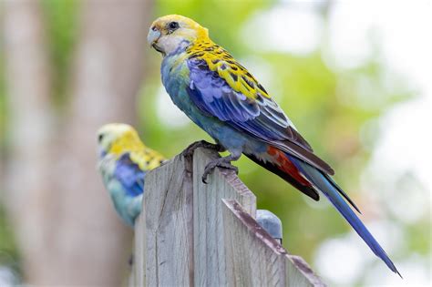 Australian Parrots - Australia's Wonderful Birds