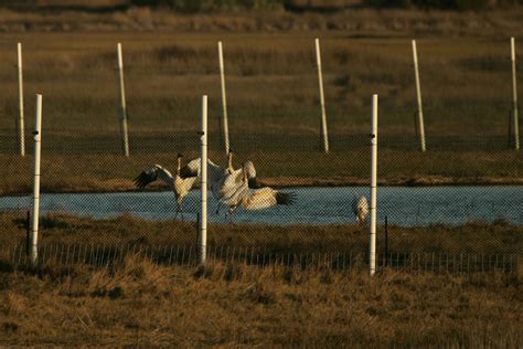 Free picture: whooping, cranes, perform, bird, ballet, researchers