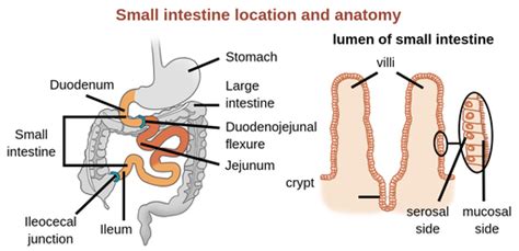 5 Ways To Get Students Interested In Intestinal Glucose Transport