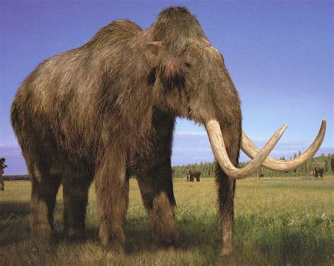 Woolly Mammoth Image, Brown Woolly Mammoth, 1351x1080, #19334