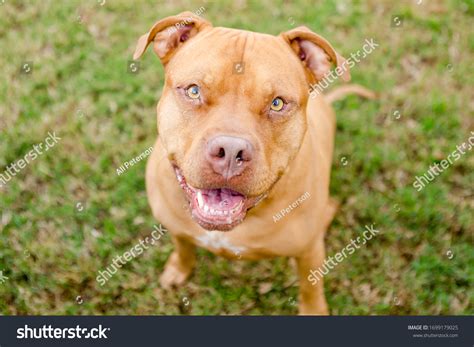 1,188 Tan Pit Bull Images, Stock Photos & Vectors | Shutterstock