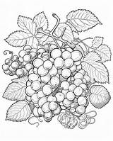 Fruit And Berries Adult Coloring Page  Premium AI Generated Image sketch template