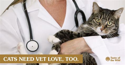 The Importance of Routine Veterinary Checkups for Cats