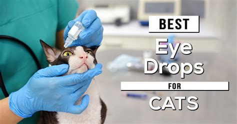 The 5 Best Cat Eye Drops in 2022 | Reviews & Guide