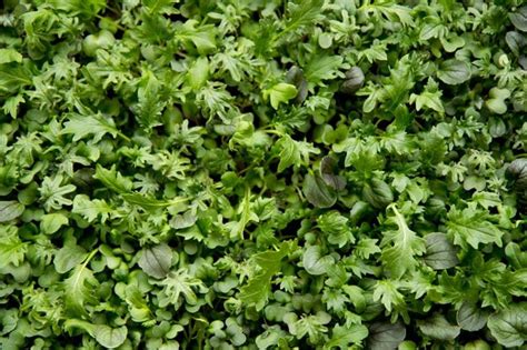 How to Grow Microgreens Indoors | Wholefully