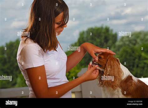 Girl checking set of teeth of Cavalier King Charles Spaniel blenheim ...