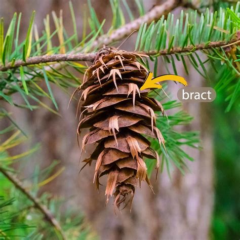 What is a bract on a cone? — Trees Pacific Northwest