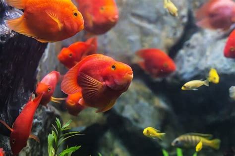 Blood Parrot Fish: Blood Red Cichlid Care & Tank Mates | Fishkeeping World