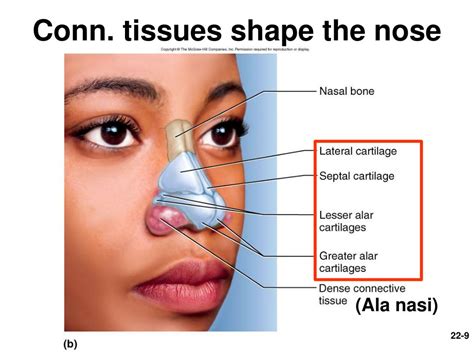 PPT - Chapter 22— The Respiratory System PowerPoint Presentation, free ...