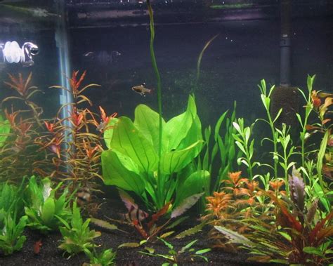 What kind of (Sword?) Plant is this? | The Planted Tank Forum