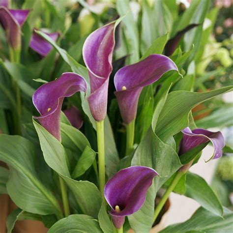 Calla Lily Bulbs Regal | 꽃