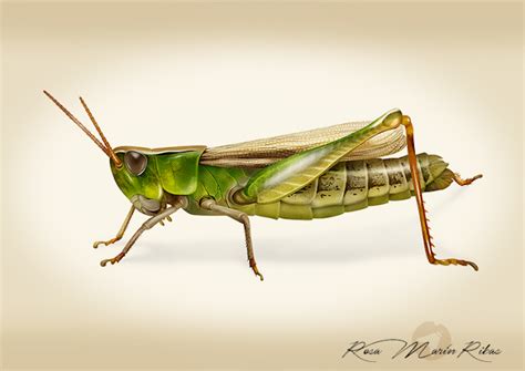 Grasshopper scientific illustration