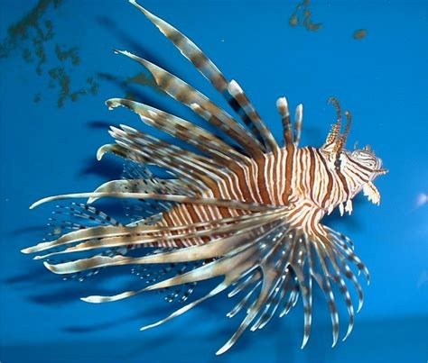 Observing Invasive Lionfish Larval Dispersal Through Ocean Currents May Help to Reduce ...