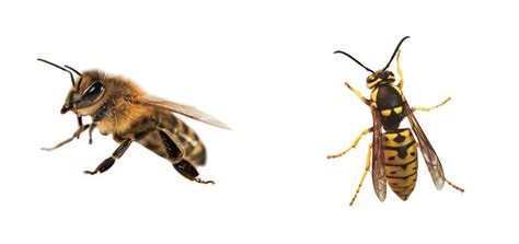 Should I Get Rid of Ground Bees? | American Pest