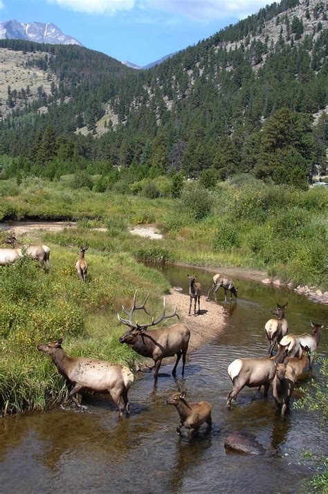 102 best images about Estes Park Wildlife on Pinterest | Horns, Lakes and The elk