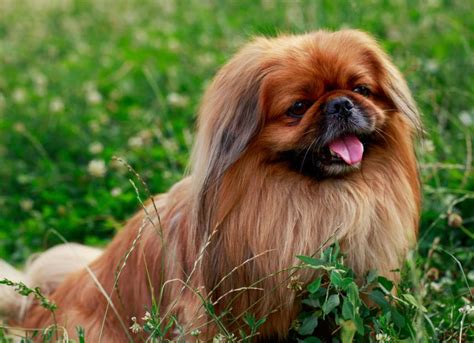 Are Pekingese Pekes Prone To Dental Disease