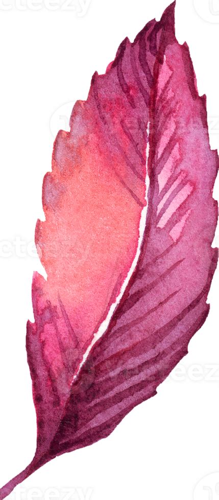 Fall leaf. Watercolor clipart 23364888 PNG