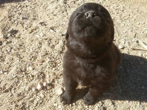 Labradane Puppies | Puppies, Puppy adoption, Puppies and kitties