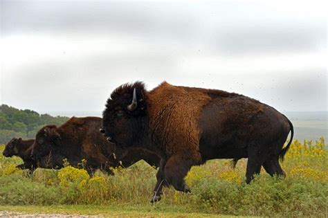 Buffalo Running on the Plain. | Buffalo, Weather underground, American bison