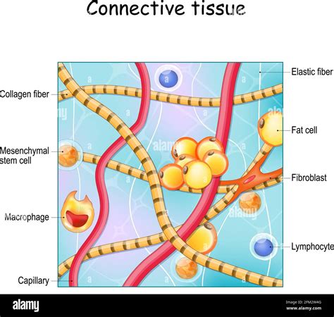 Connective Tissue Body Diagram