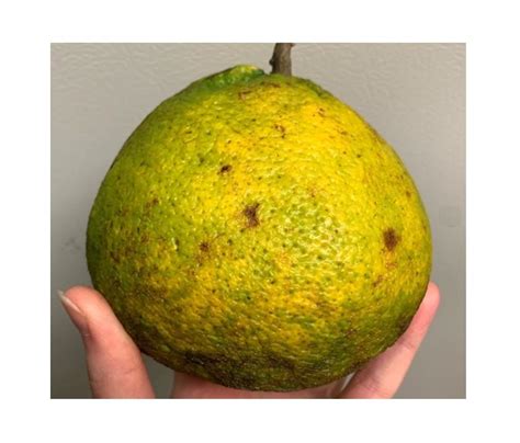 The Jamaican Tangelo (The Ugli Fruit) Explored